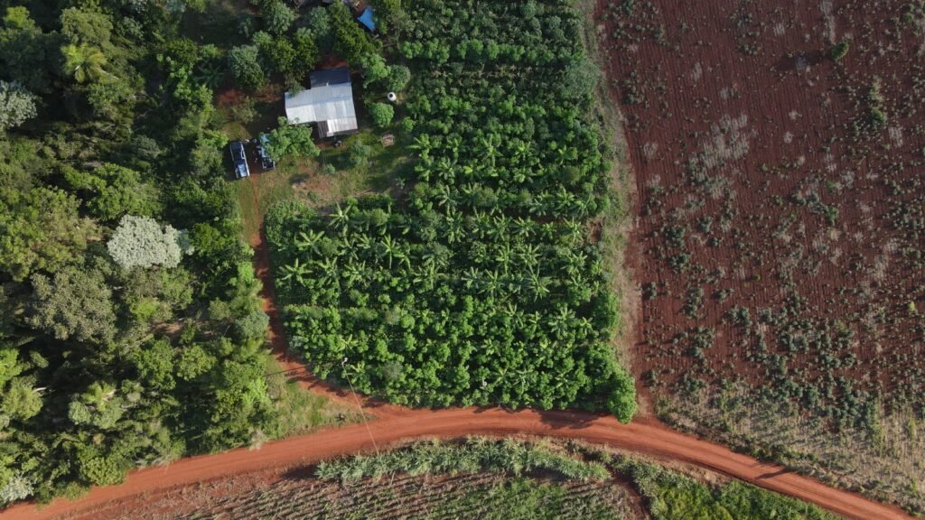 Productores de yerba en peligro: los noventa en espejo