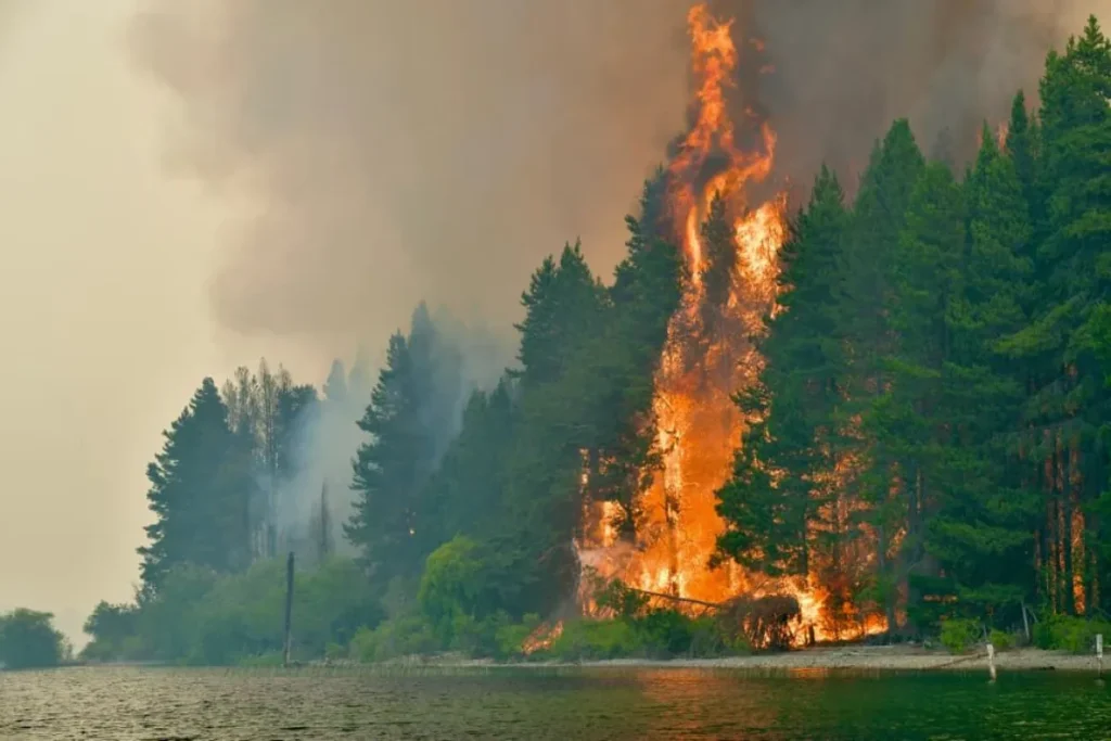 Comarca Andina: el fuego aún no se apaga y los bosques tardarán un siglo en volver a crecer