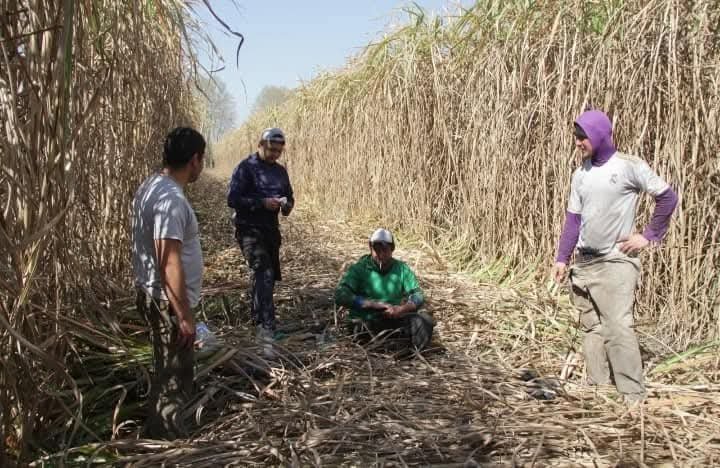 Tucumán: El sabor amargo de una industria que devora a sus hijos