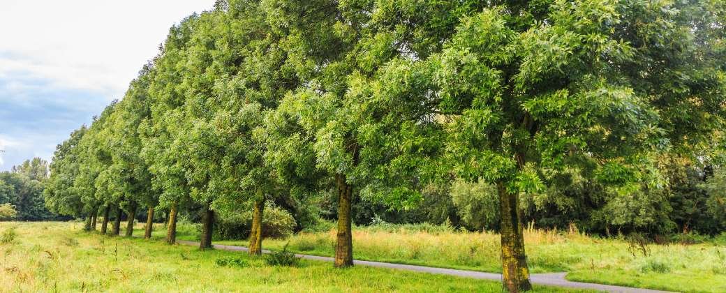 Desarrollan una herramienta con IA que podría enfriar zonas urbanas hasta 3,5 grados