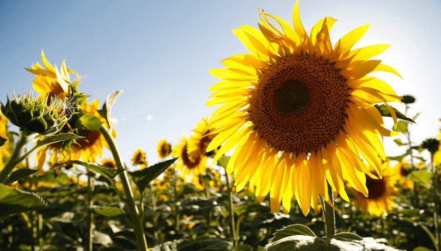 El girasol: la otra joya de la agricultura argentina