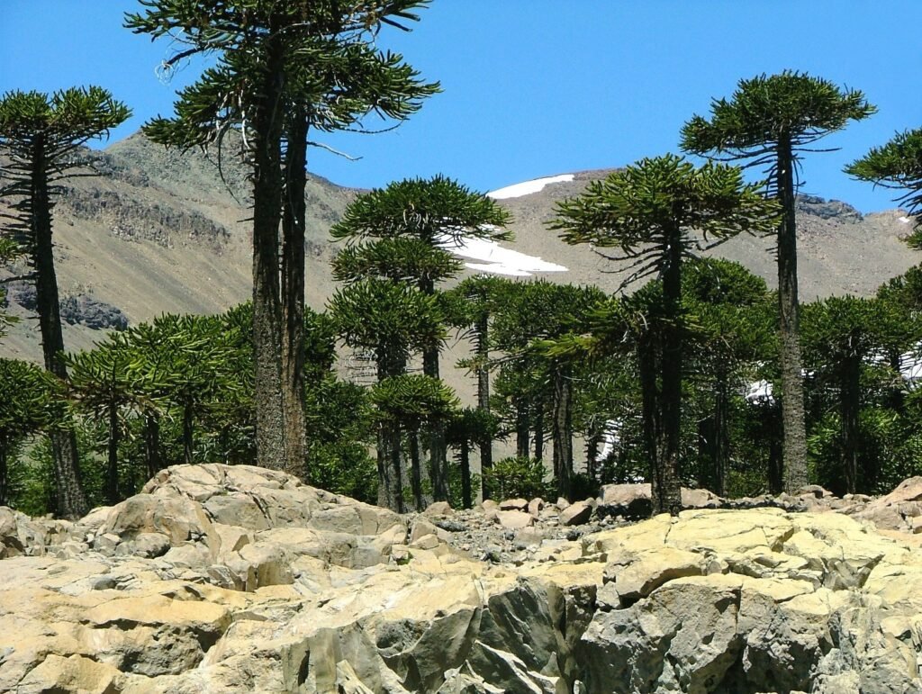 Cambio climático desde la Patagonia: crisis ambiental, modelo productivo y voces del territorio