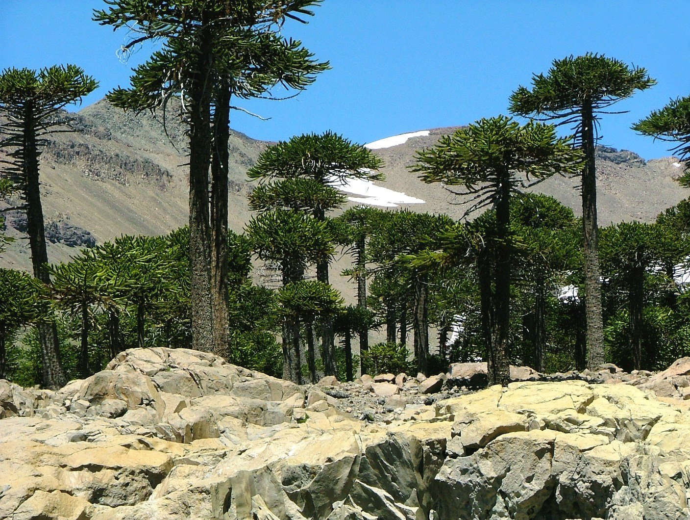 Cambio climático desde la Patagonia: crisis ambiental, modelo productivo y voces del territorio