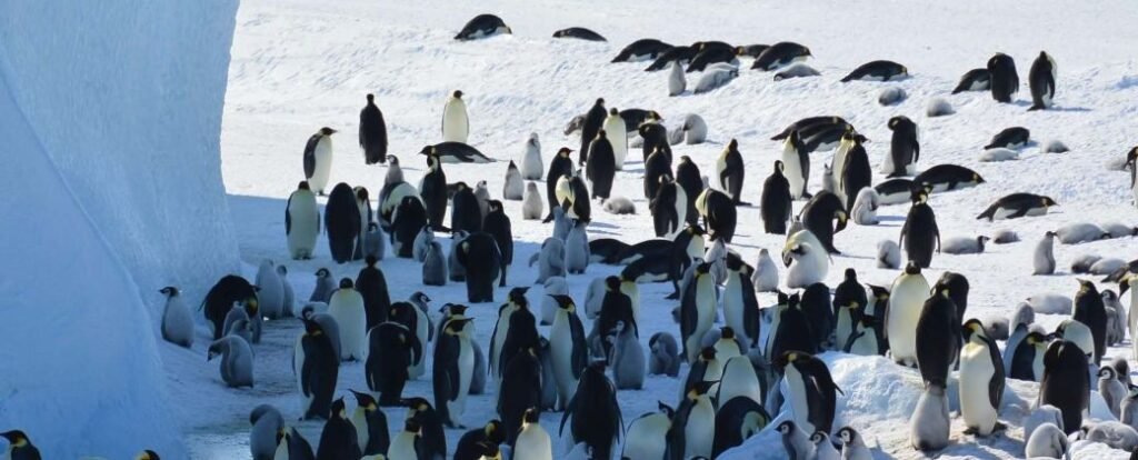 Por cambio climático, el pingüino emperador y el lobo marino podrían extinguirse