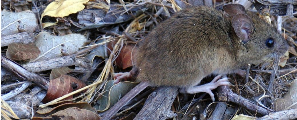 De la peste negra al hantavirus: la historia de los roedores y la salud