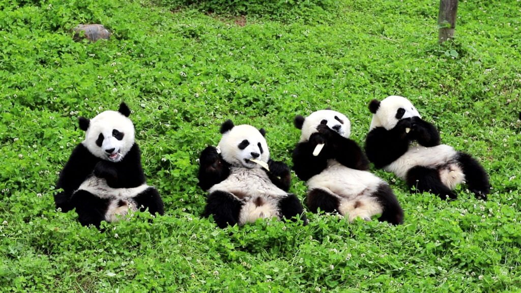 Lo que los pandas dicen sobre China