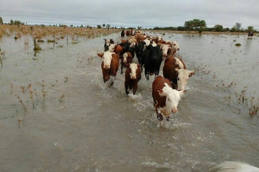 El Niño también amenaza a la ganadería y la lechería