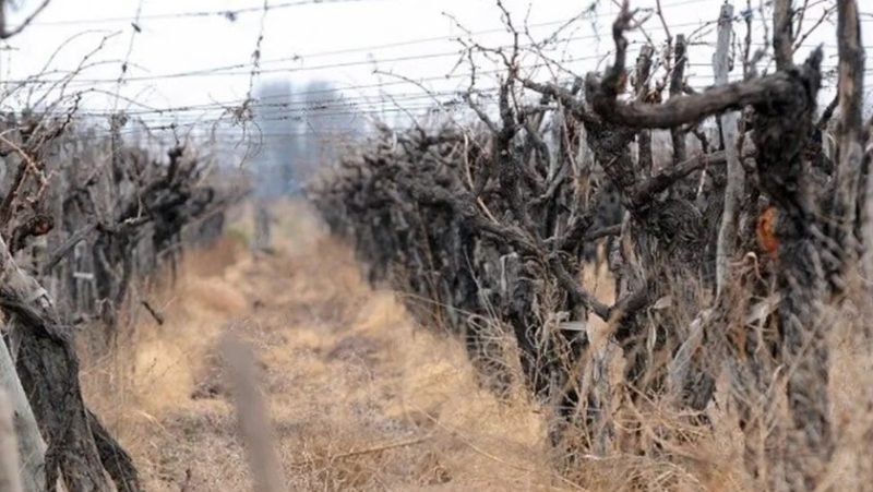 Viñateros de Mendoza denuncian abandono estatal y pérdida de empleos