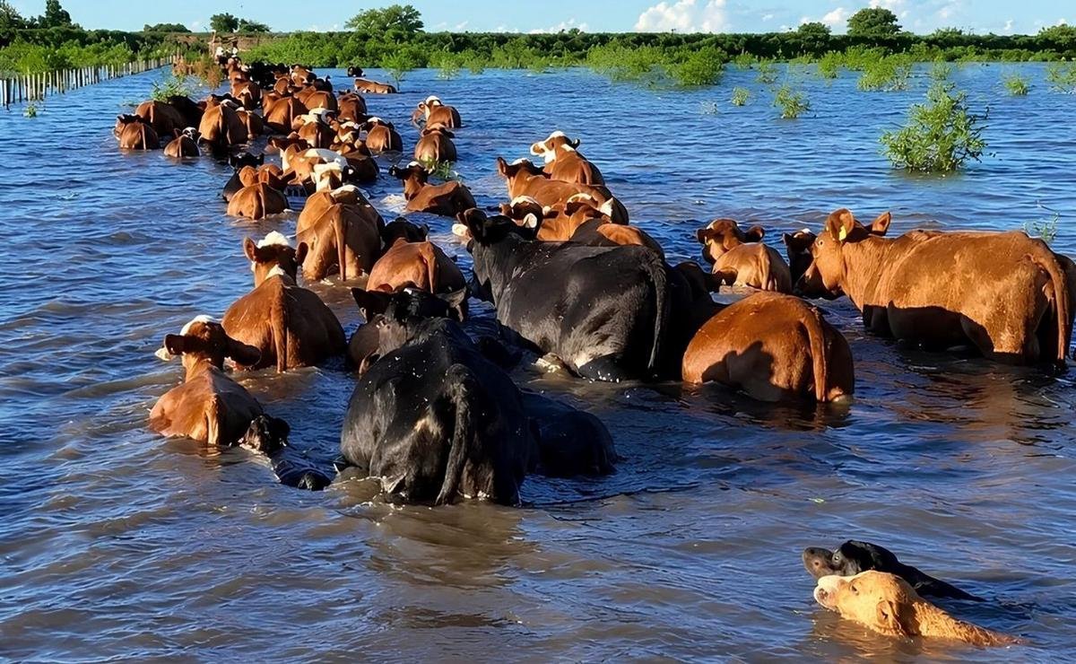 “Estamos esperando un pico de crecida del Paraná en los próximos días”