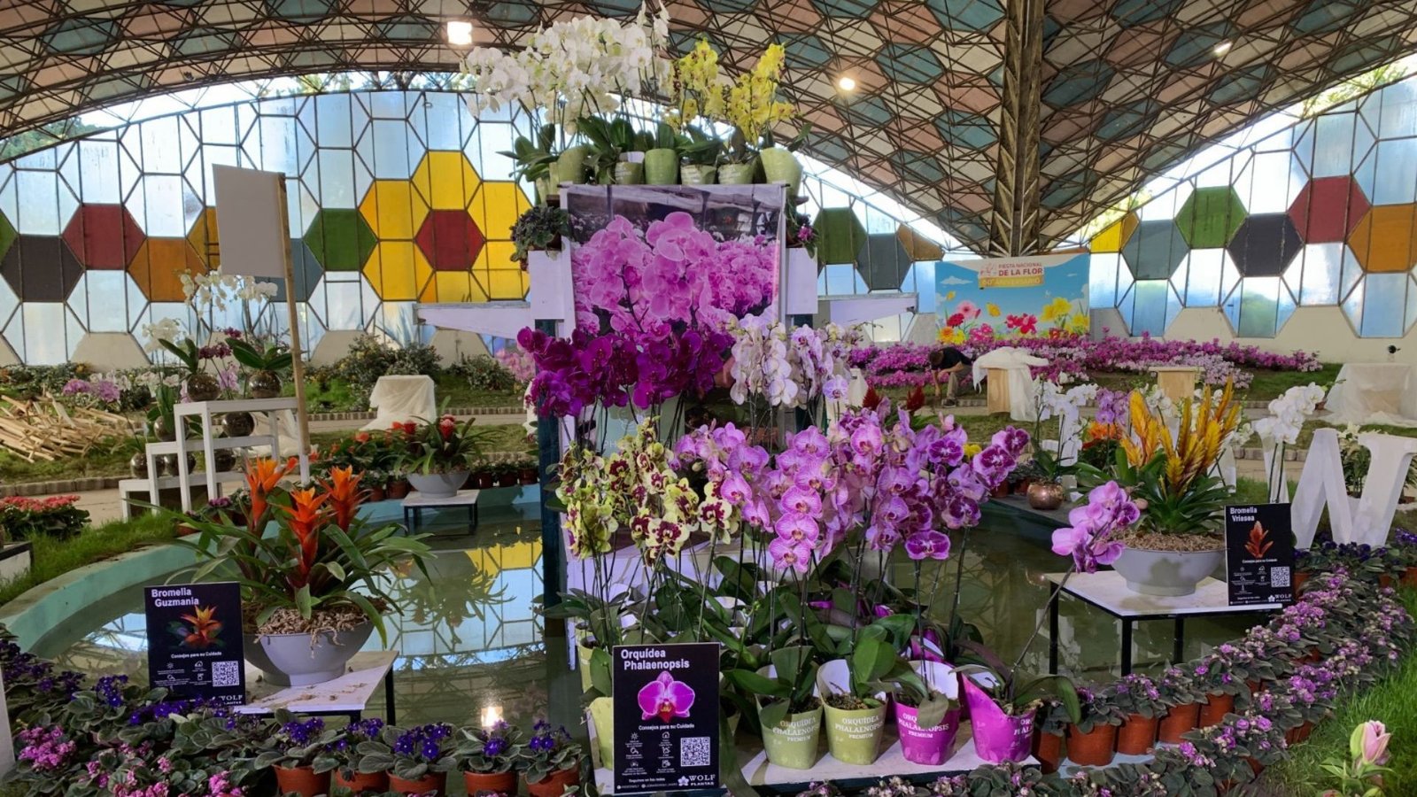 Desde la flor al caballo y la brótola: 4 fiestas imperdibles en suelo bonaerense