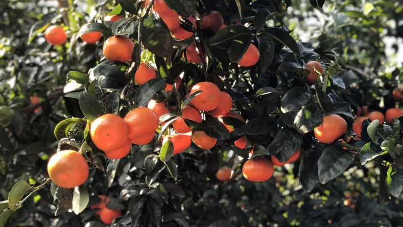 Mandarino cargado: Este árbol cítrico (Citrus reticulata) presenta una abundante cosecha de mandarinas naranjas maduras listas para recoger.