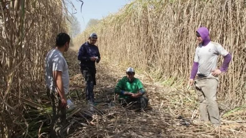 3 Crisis de la industria azucarera