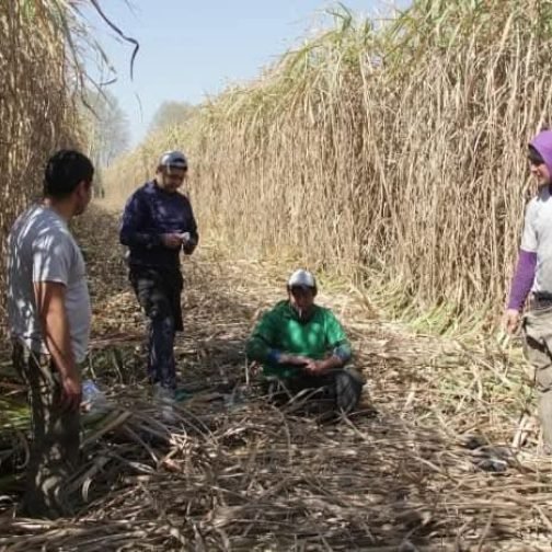 Tucumán: El sabor amargo de una industria que devora a sus hijos