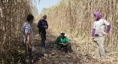 Tucumán: El sabor amargo de una industria que devora a sus hijos