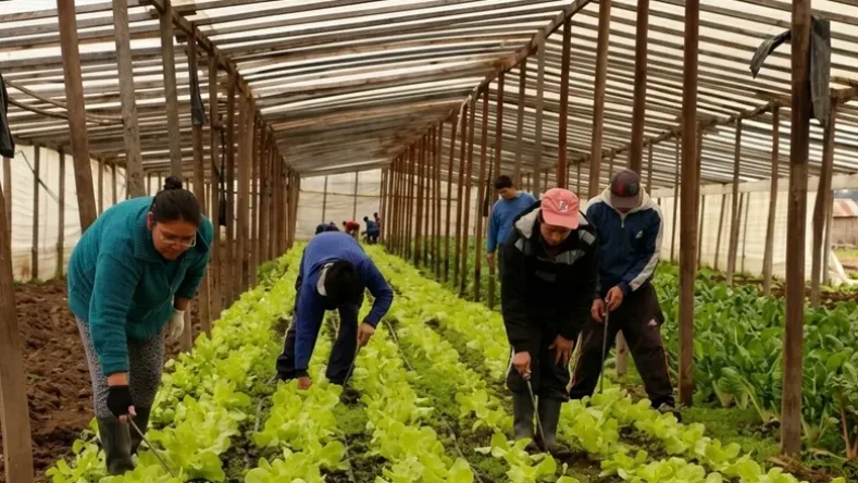 Esta imagen muestra a un grupo de personas trabajando en la cosecha de hortalizas dentro de un invernadero.