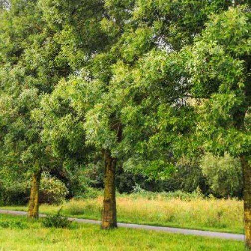 Desarrollan una herramienta con IA que podría enfriar zonas urbanas hasta 3,5 grados