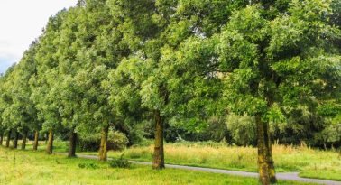 Desarrollan una herramienta con IA que podría enfriar zonas urbanas hasta 3,5 grados