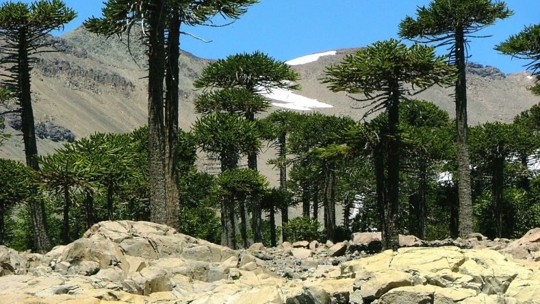 Imagen ilustrativa de la Patagonia