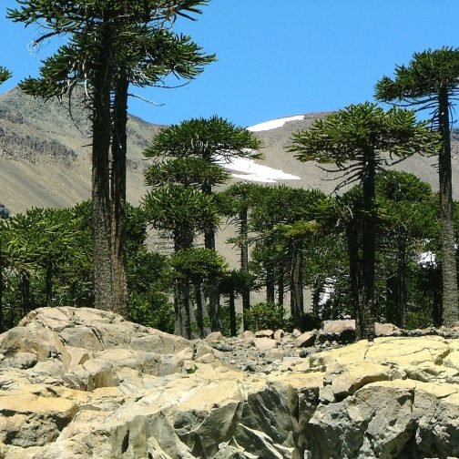 Cambio climático desde la Patagonia: crisis ambiental, modelo productivo y voces del territorio