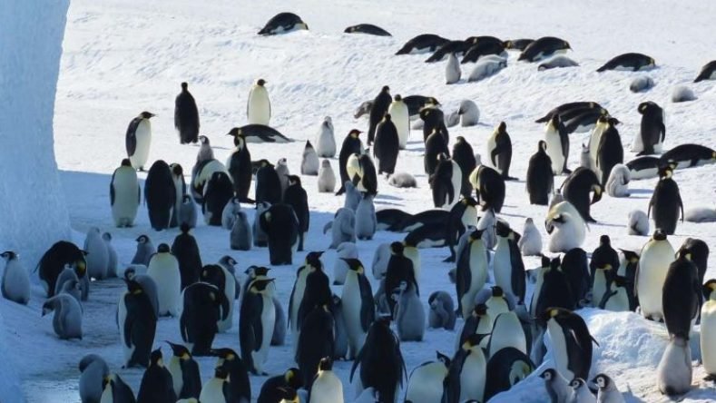 Imagen ilustrativa de pinguinos