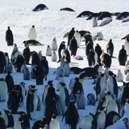 Por cambio climático, el pingüino emperador y el lobo marino podrían extinguirse