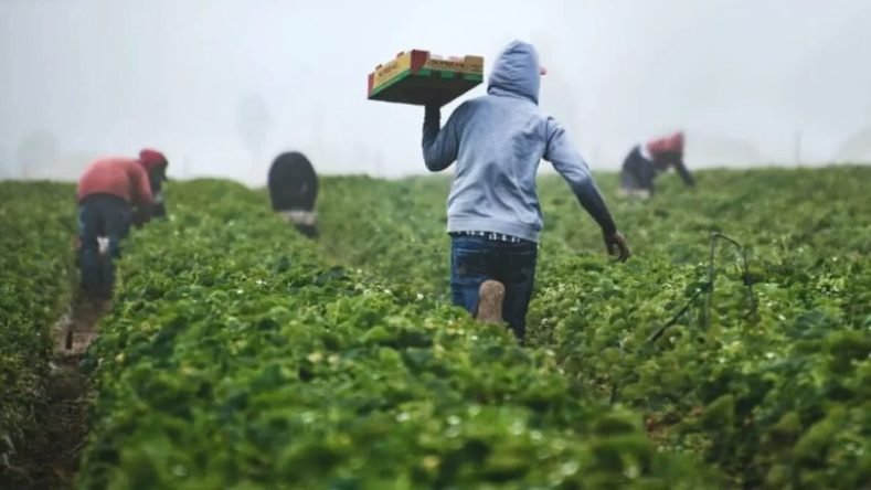 La imagen muestra a un grupo de trabajadores rurales cosechando en un campo de cultivo, cargando cajas de producto entre surcos.
