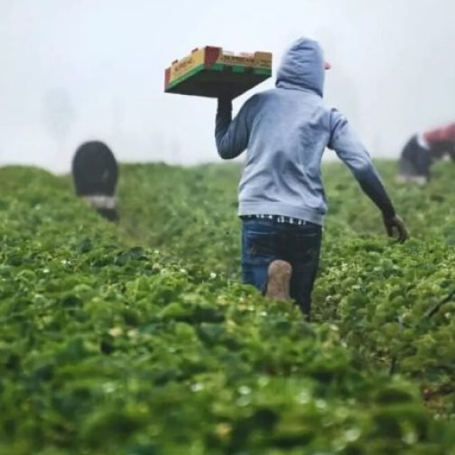 Más allá de la tragedia: el trabajo infantil rural que expone a los menores al límite