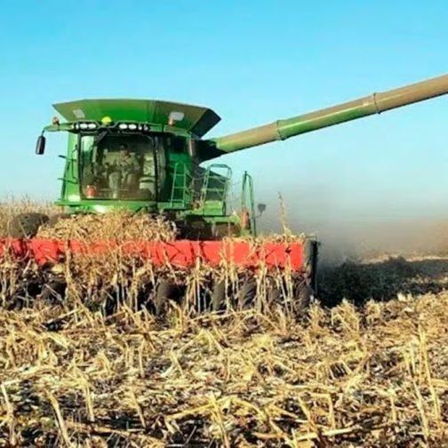 Un año con mucho maíz e incertidumbre hacia lo que viene