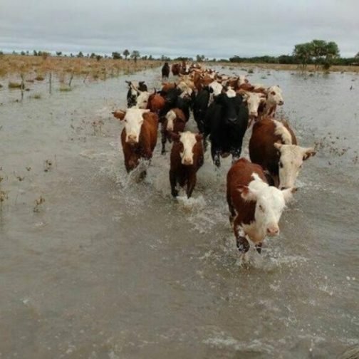 El Niño también amenaza a la ganadería y la lechería