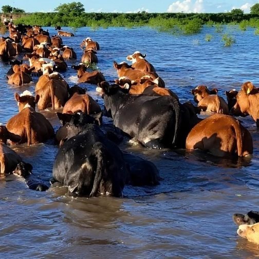 “Estamos esperando un pico de crecida del Paraná en los próximos días”