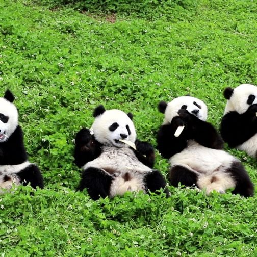 Lo que los pandas dicen sobre China