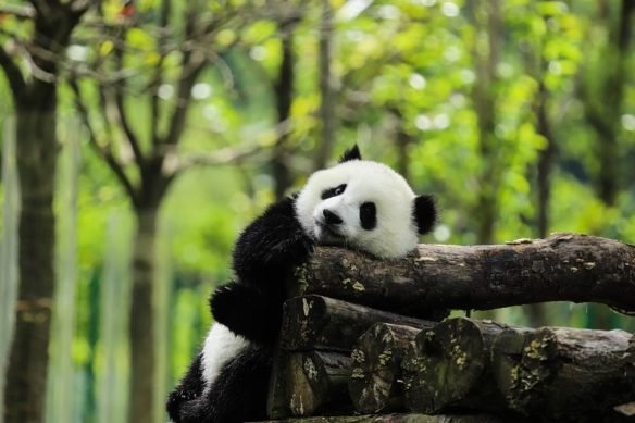 Se trata de un panda gigante (Ailuropoda melanoleuca), que actualmente está clasificado como una especie vulnerable, no en peligro de extinción.