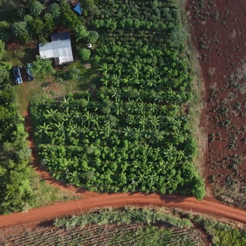 Productores de yerba en peligro: los noventa en espejo