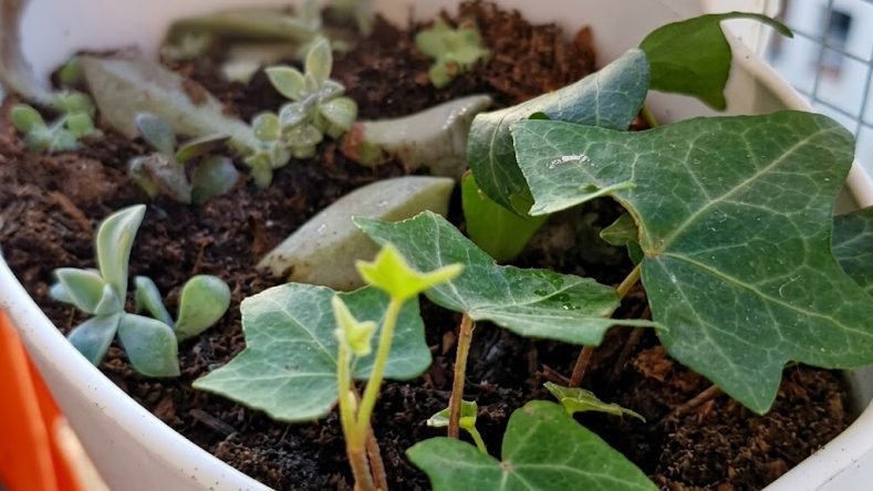 Imagen de una planta