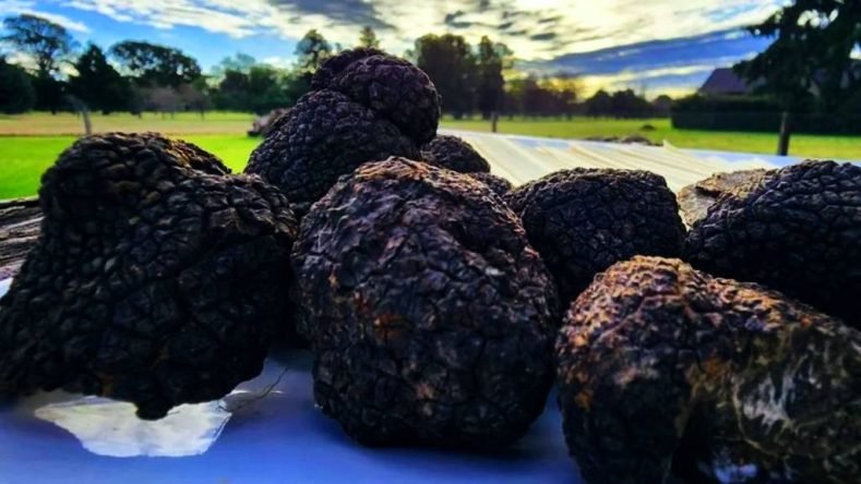 Se trata de trufas negras (Tuber melanosporum), un hongo subterráneo muy apreciado en la gastronomía mundial, a menudo denominado "diamante negro".