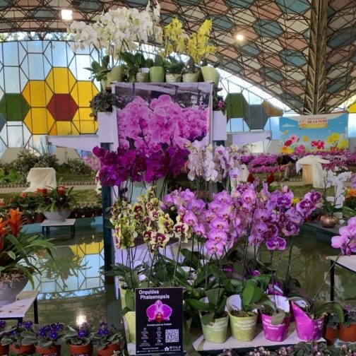 Desde la flor al caballo y la brótola: 4 fiestas imperdibles en suelo bonaerense