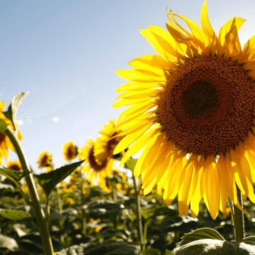 El girasol: la otra joya de la agricultura argentina