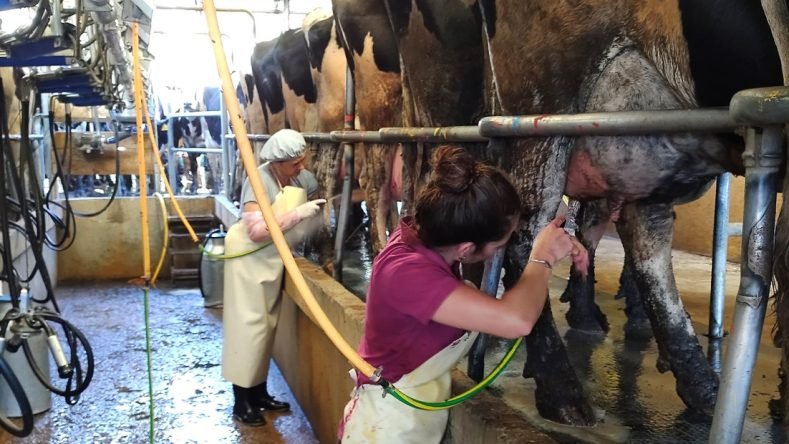 La imagen muestra una escena de un tambo lechero donde operarios realizan tareas de ordeñe y limpieza en una fosa con vacas lecheras (probablemente de raza Holstein o similar).
