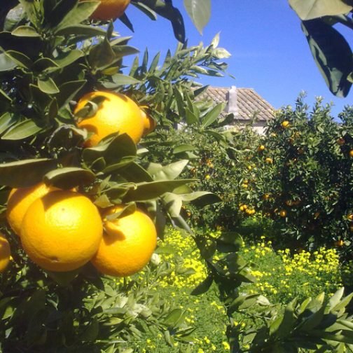 Naranjas al sol