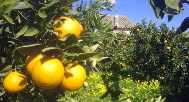 Naranjas al sol