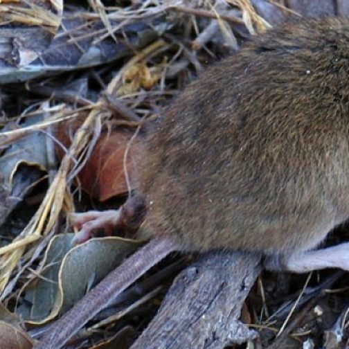 De la peste negra al hantavirus: la historia de los roedores y la salud