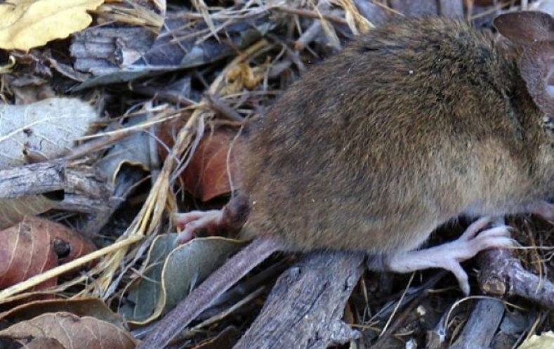 De la peste negra al hantavirus: la historia de los roedores y la salud