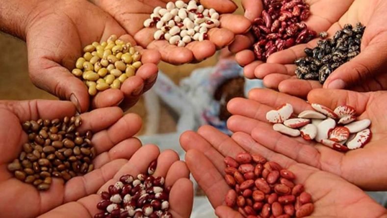 Imagen ilustrativa de manos con semillas