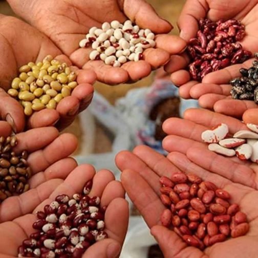 La ley de semillas: un tema de soberanía alimentaria